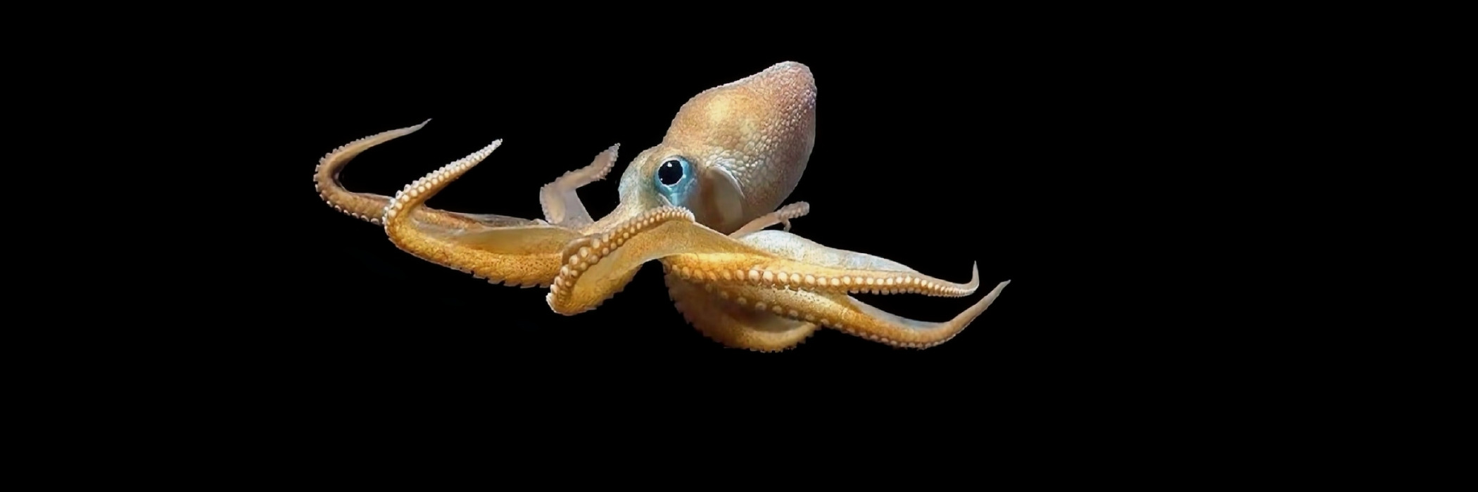 Deep-sea octopus